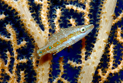 Oxycheilinus orientalis