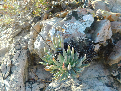 Dudleya albiflora