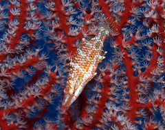 Oxycheilinus orientalis