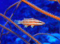 Oxycheilinus orientalis