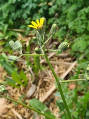 Crepis