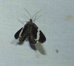 Trichodezia albovittata