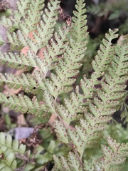 Microlepia pseudostrigosa