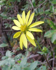 Silphium