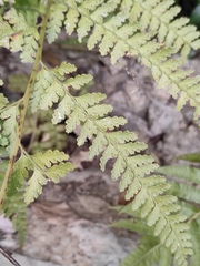 Microlepia pseudostrigosa