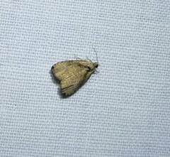 Olethreutes exoletum