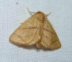 Apoda y-inversa