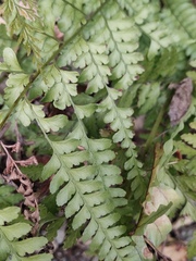 Microlepia pseudostrigosa