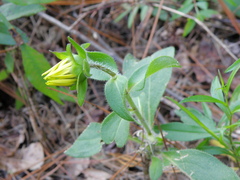 Silphium