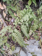 Microlepia pseudostrigosa