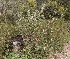 Calotropis gigantea