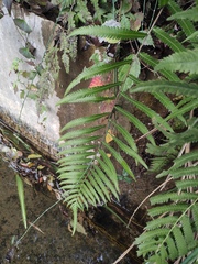 Christella acuminata