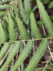 Christella acuminata