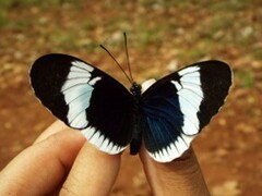 Heliconius sapho