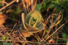 Hylotelephium maximum