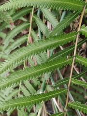 Christella acuminata
