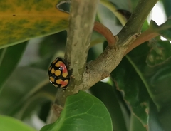 Cheilomenes sulphurea