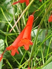 Russelia equisetiformis