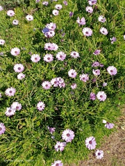 Dimorphotheca ecklonis