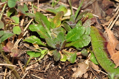 Arabidopsis thaliana