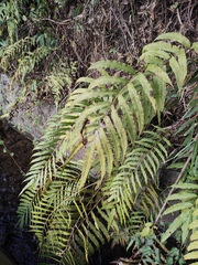 Menisciopsis penangiana