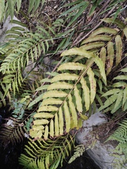 Menisciopsis penangiana