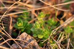 Cruciata pedemontana