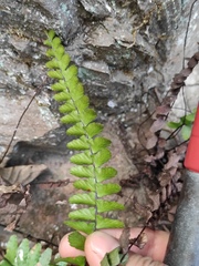 Asplenium normale