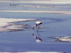 Phoenicoparrus andinus