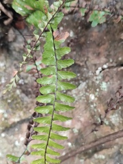 Asplenium normale