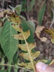 Diplazium esculentum