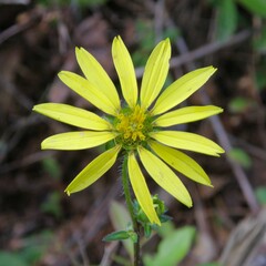 Silphium