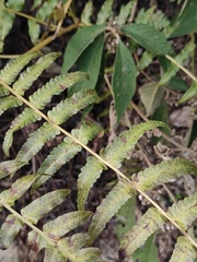 Diplazium esculentum