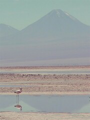 Phoenicoparrus andinus