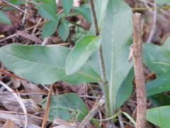 Silphium