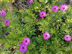 Dimorphotheca ecklonis