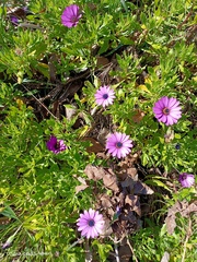 Dimorphotheca ecklonis