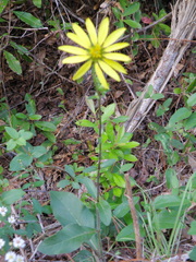 Silphium