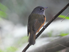 Mionectes rufiventris