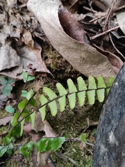 Asplenium normale
