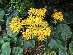 Ligularia dentata