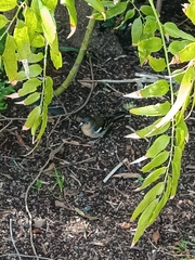 Fringilla coelebs canariensis
