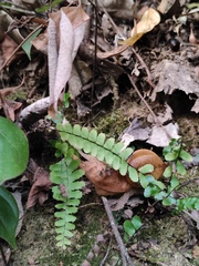 Asplenium normale