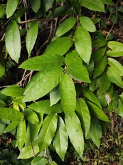 Hydrangea tomentella