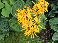 Ligularia dentata