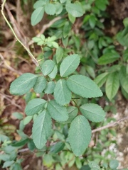 Rosa chinensis