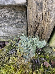 Cladonia fimbriata