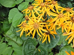 Ligularia dentata