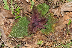 Verbascum phoeniceum