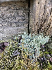 Cladonia fimbriata